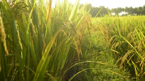 Rice paddy plants at the field Stock Footage 167417491
