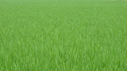 Rice paddy plants Video stock 344819015