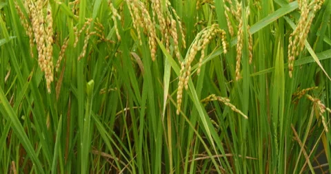 Rice paddy in a rain 库存影片 162591570