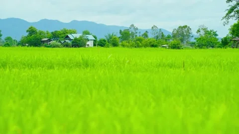Rice paddy scenery with green fields Stock Footage 313342056