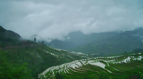 Rice paddy in spring season Stock Footage 39637962