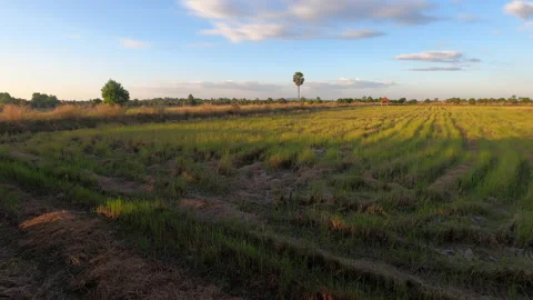 Rice paddy timelapse at sunset Stock Footage 146891335