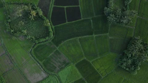 Rice Paddy - top down drone movement Stock Footage 296930975