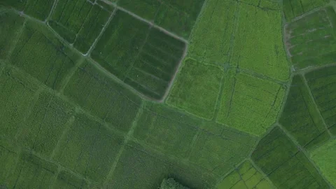 Rice Paddy - top down texture Stock Footage 296931007