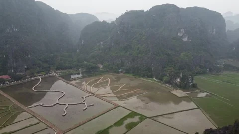 Rice Paddy in Vietnam Stock Footage 255032900