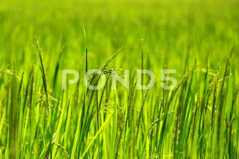 Rice paddy's growing up in the organic farms of india Stock Photos