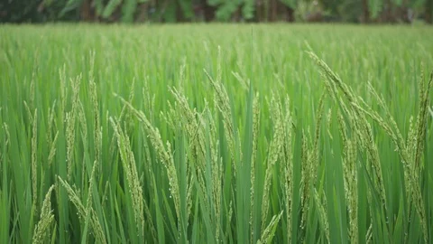 Rice panicle shaking with wind Stock Footage 88504420