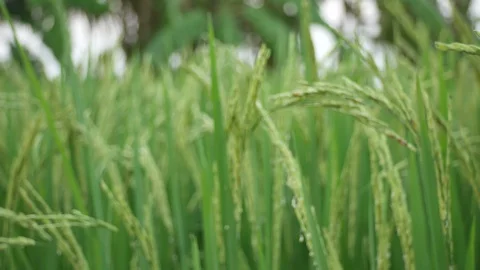 Rice panicle shaking with wind Stock Footage 88872772