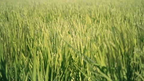 Rice panicle shaking in the wind Stock Footage 93591153