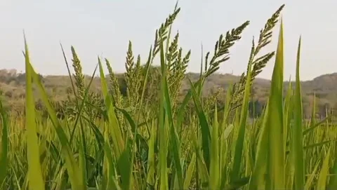 Rice panicles appear in the middle of cool nature. Video stock 336733897