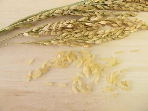 Rice panicles Stock Photos