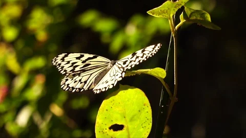 Rice paper butterfly Видео 77052013
