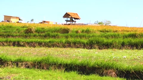 Rice Patches with hut Stock Footage 50446512