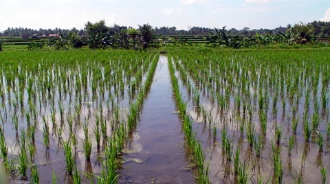 Rice Patty Stock Footage 5090949