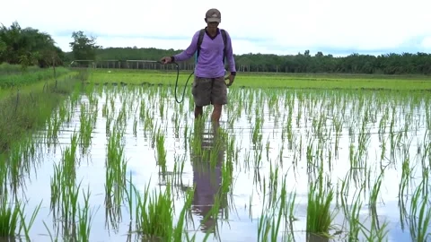 Rice pest control Stock-Footage 287321783