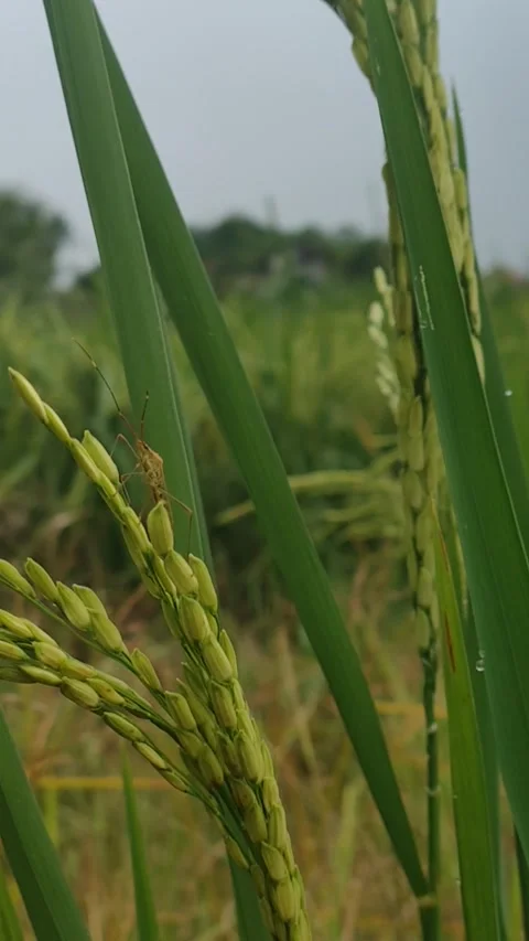 Rice pest view Stock Footage 236789676