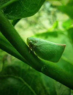 Rice pests Stock Photos