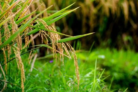 Rice Stock Photos