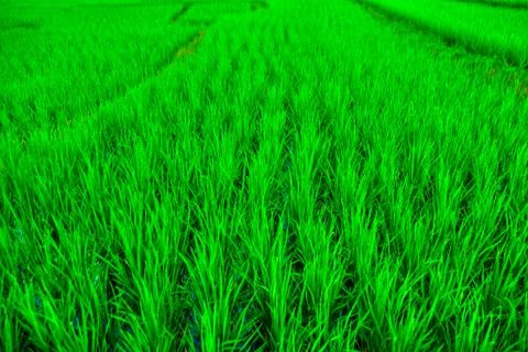 Rice Stock Photos
