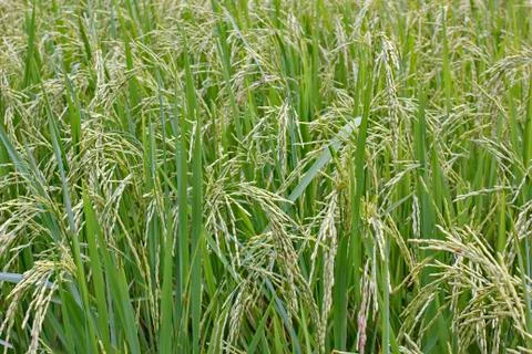 Rice Stock Photos