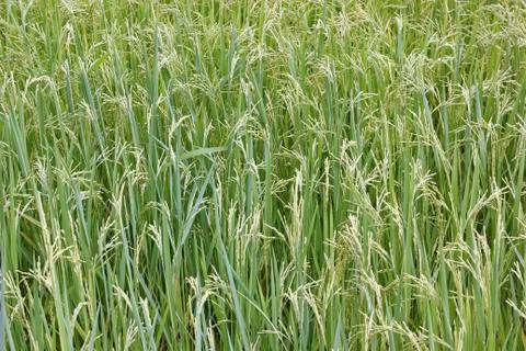 Rice Stock Photos