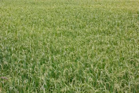 Rice Stock Photos