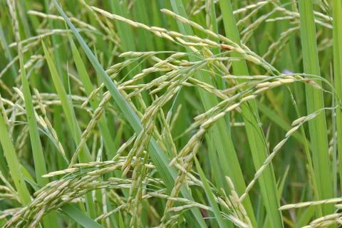 Rice Stock Photos