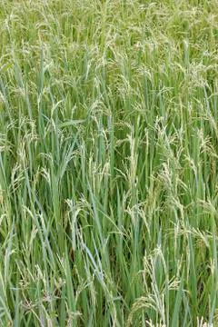 Rice Stock Photos