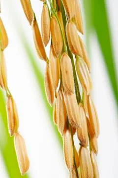 Rice Stock Photos