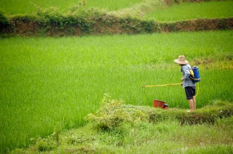 Rice Stock Photos