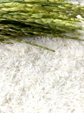 Rice Stock Photos