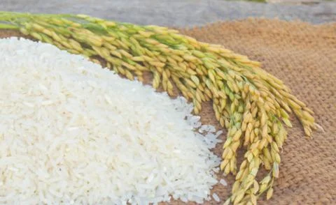 Rice Stock Photos