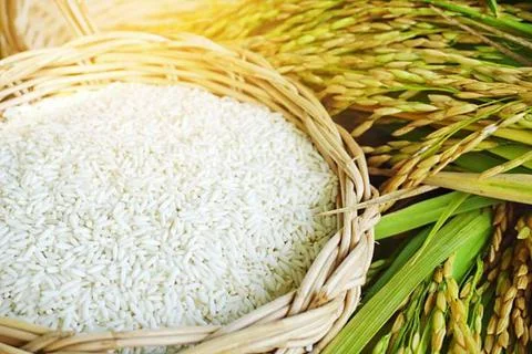 Rice Stock Photos