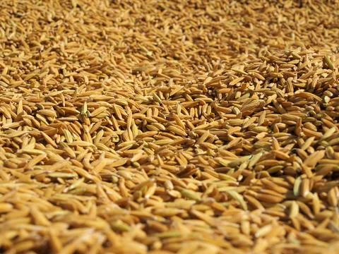 Rice Stock Photos