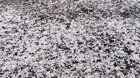 Rice Placed on Rooftop for Birds Feeding 스톡 동영상 334366872