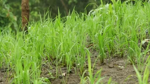 Rice plant 1 Stock Footage 79257597