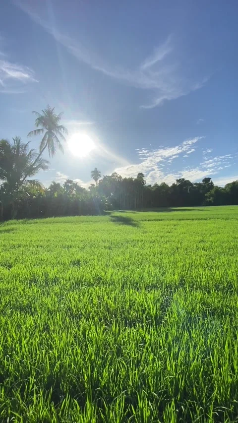 Rice plant 1 Stock Footage 211804940