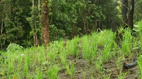 Rice plant 2 Stock Footage 79257605