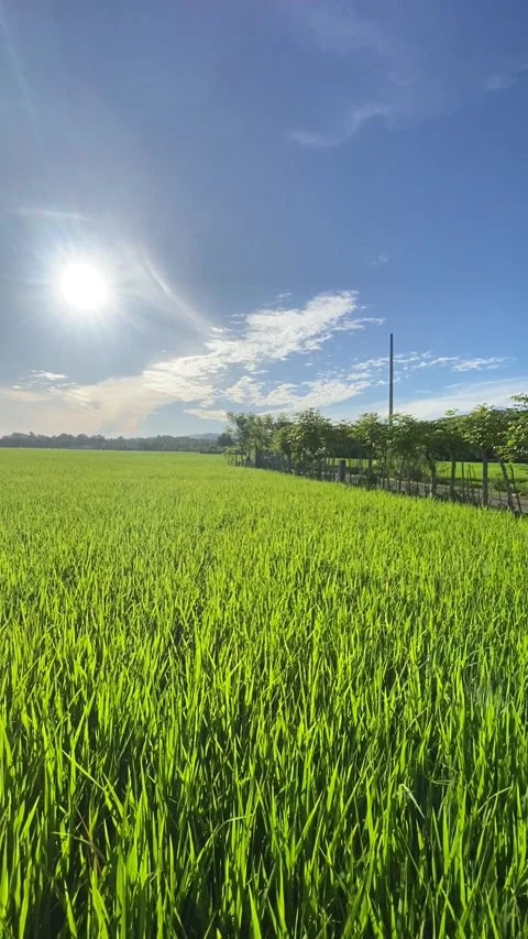 Rice plant 2 Stock Footage 211804939