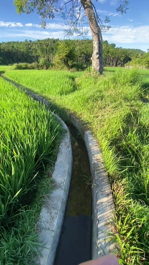 Rice plant 3 Stock Footage 211804889