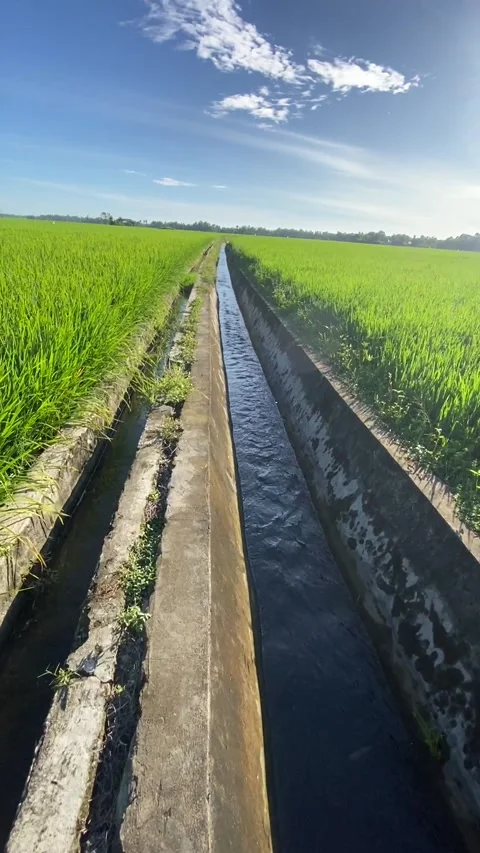 Rice plant 4 Stock Footage 211804871