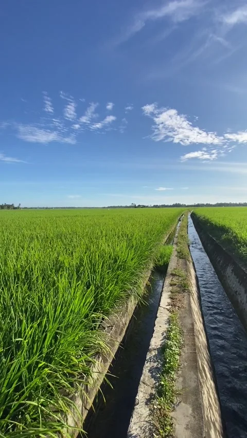 Rice plant 5 Stock Footage 211804842