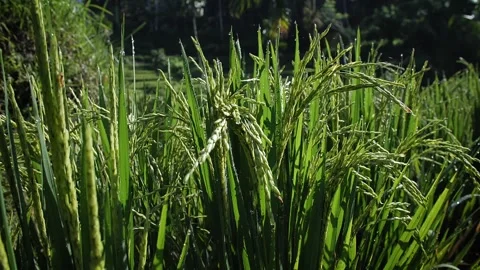 Rice plant 57 Stock Footage 264574185