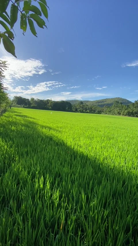 Rice plant 6 Stock Footage 211804738