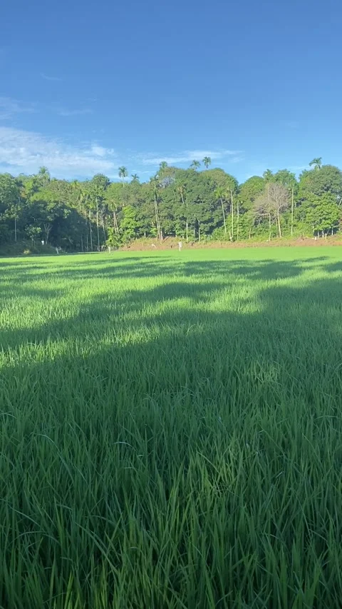 Rice plant 7 Stock Footage 211804715