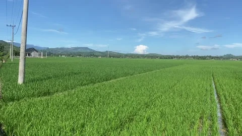 Rice Plant 8 Stock Footage 211804676