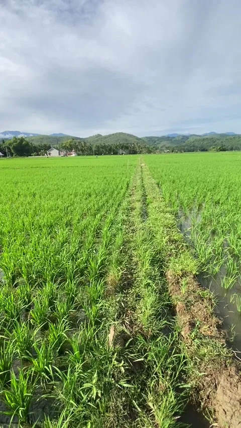 Rice Plant 9 Stock Footage 211804423