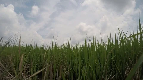 Rice plant 스톡 동영상 84293613