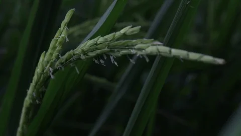 Rice plant Stock Footage 115961233
