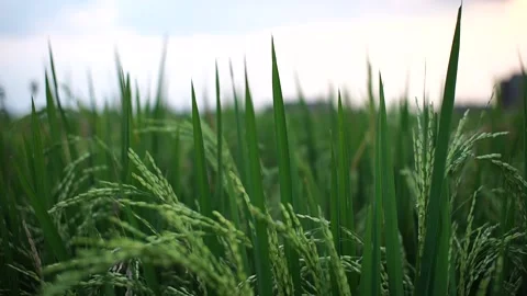 Rice plant Stock Footage 156367694